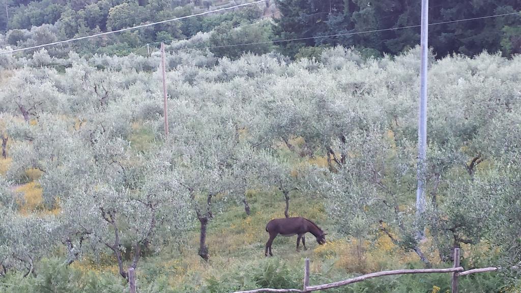 Podere"Sulle Soglie Del Bosco" Appartament And Rooms Pescia Luaran gambar